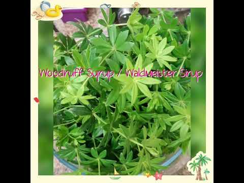 Video: Sweet Woodruff Care: Kako Gojiti Sweet Woodruff Ground Cover