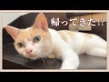 【歓喜】久々に家族に再会した猫の反応がこちらです