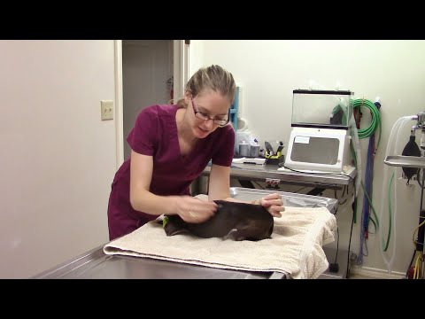 Her Intestines Are Stuck in Her Chest!!! Uncensored - Her Intestines Are Stuck in Her Chest!!! Uncensored