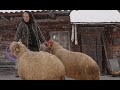 86 year old woman lives amongst wolves and bears in a carpathian mountain village