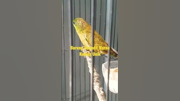 Serindit Warna Kuning Kalimantan #serindit #serinditgacor