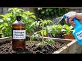 Hydrogen Peroxide in Garden: 5 Powerful Benefits for Healthier Plants + Bonus Tip