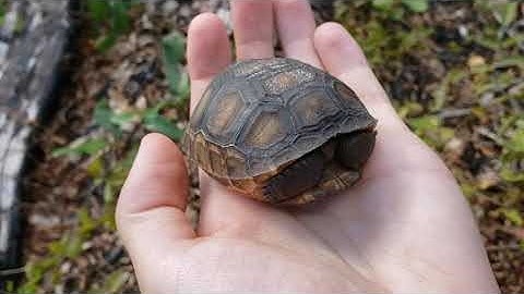 Why Gopher Tortoises are Keystone Species, featuring: Baby Gopher Tortoise! 🐢