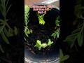 Naa Chintapandu Sprouts 🌱 Ippudu Soil lo! 😳#trending #shorts #garden #telugureels #viral