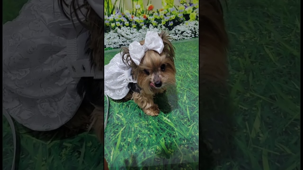 Modelos top verão - Roseli Modesto 