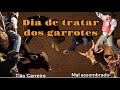 Dia de tratar dos garrotes! Vamo ver se vira marruco!
