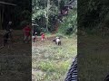 Duel kerbau#shortvideo #trendingshorts