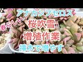[多肉植物] 年中ピンク　アナカンプセロス　桜吹雪　増殖作業^_^