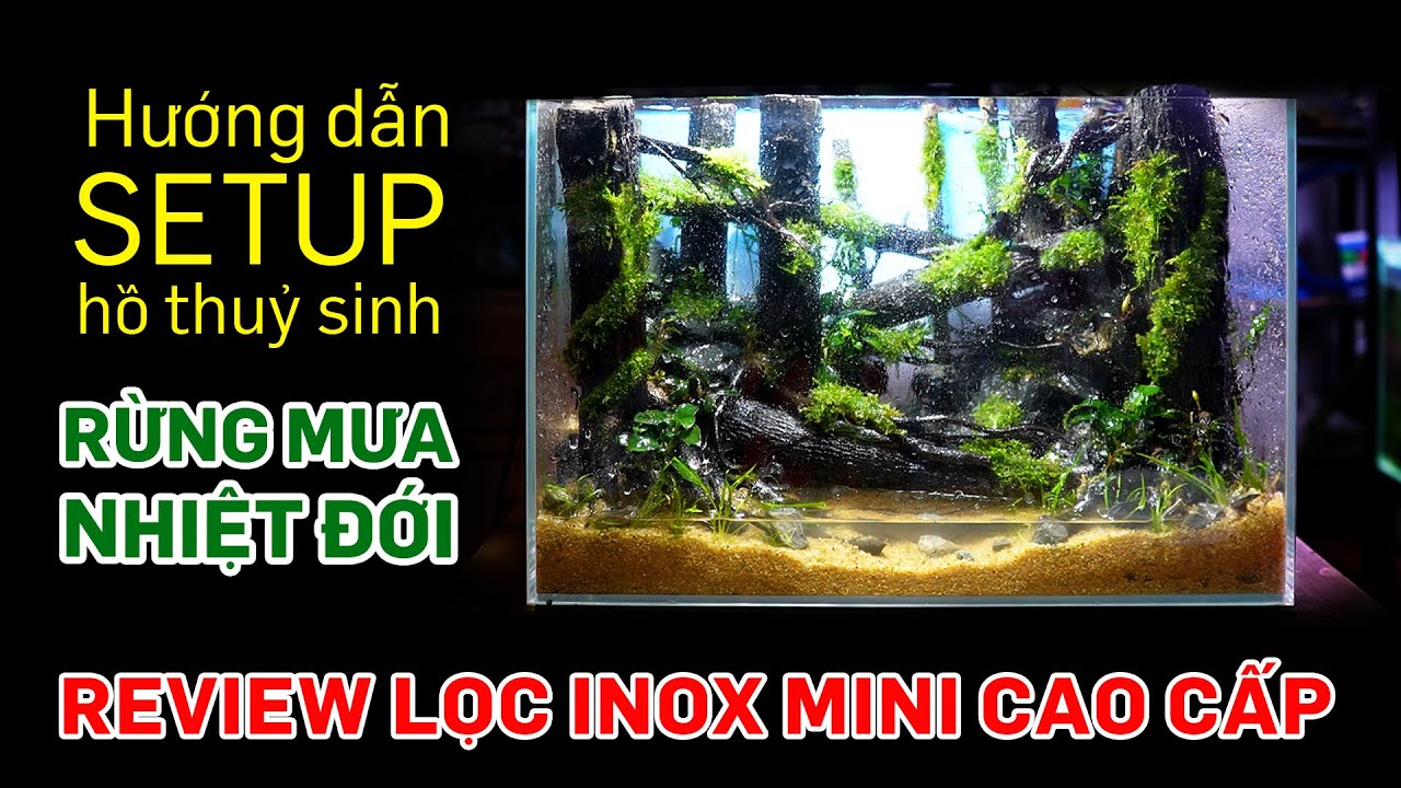 Hướng dẫn làm bể thuỷ sinh mini rừng già – Review lọc inox mini siêu cao cấp – Thuỷ sinh Quới decor