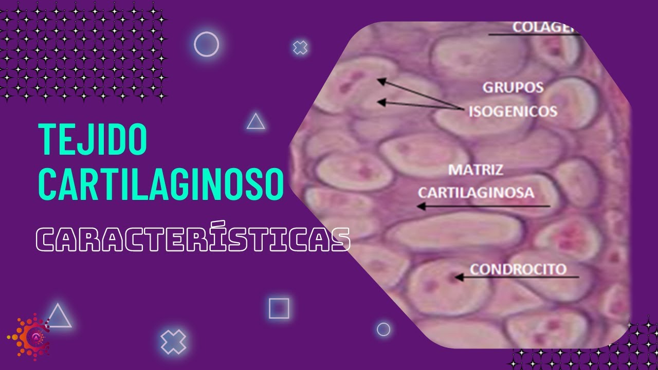 Tejido Cartilaginoso (Part 1. Características) | HISTOLOGÍA - YouTube