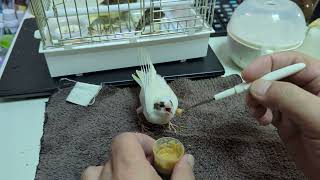 Hand Feeding Canary Baby 20231206 by Nissan Tseng 1,390 views 5 months ago 4 minutes, 42 seconds