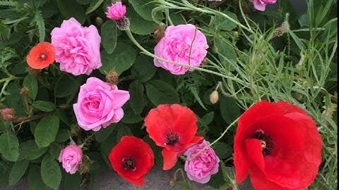 Kostenfrei downloaden - Swiss Made Software - Dateigrössen reduzieren / Backup verkleinern - balesio