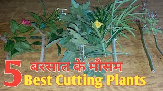 Cutting Grow Plants In Rainy Season || बरसात में Cutting से उगने वाले पौधे Home/Garden