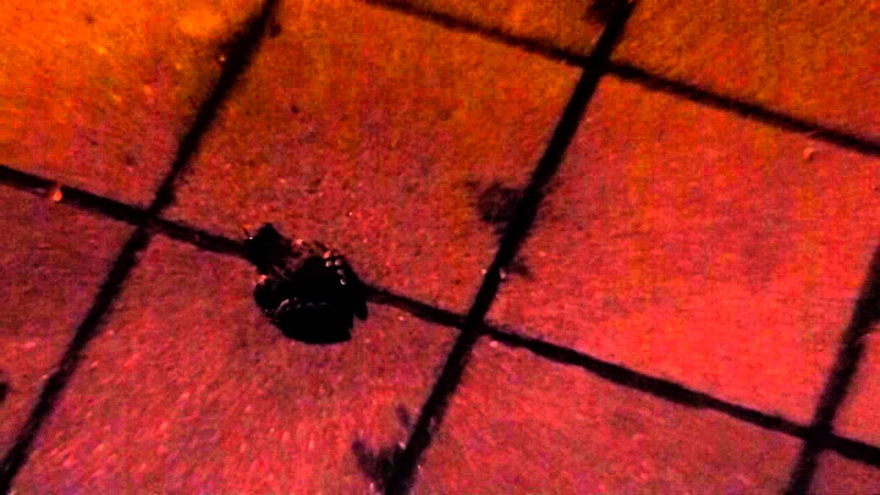 KseniaTV, found a frog at one o'clock