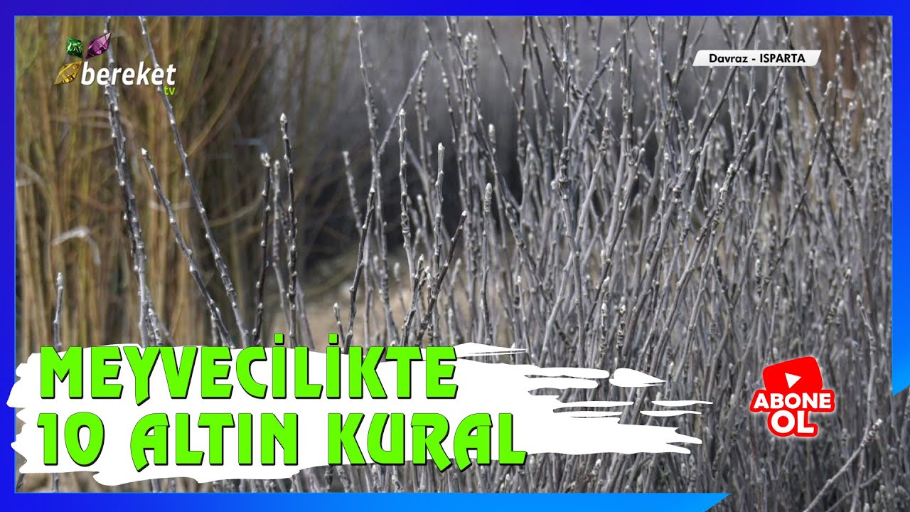 Meyve Bahçesi Tesis Edilirken Dikkat Edilmesi Gerekenler