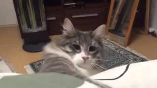 暴走猫2 ノルウェージャンフォレストキャット Runaway cat 2. Norwegian Forest Cat.