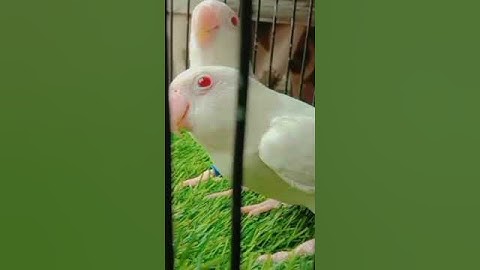 albino red eyes lovebird| albino Fischer lovebird| albino opaline lovebird#lutino #lovebird #albino