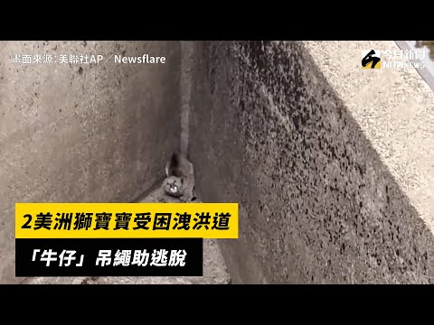 2美洲獅寶寶受困洩洪道　「牛仔」吊繩助逃脫｜NOWnews