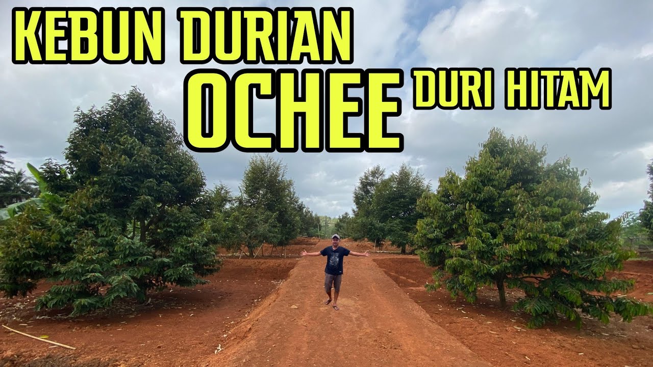 RATUSAN JUTA ‼️HASIL DARI POHON DURIAN || DURI HITAM / OCHEE HASIL BUAHNYA BANYAK.