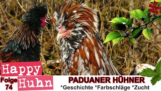 E74 Paduaner Hühner im Rasseportrait bei HAPPY HUHN - Haubenhühner Gesäumt, Blau, Schwarz Polish hen