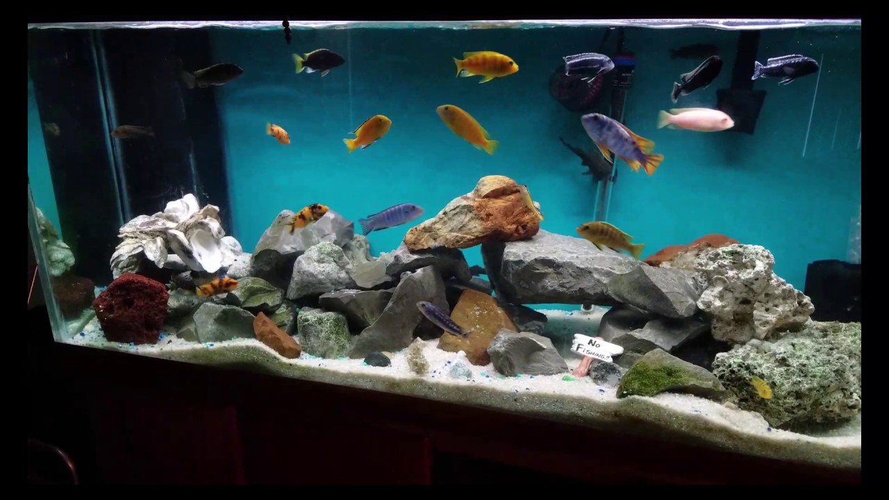 Mbuna cichlid tank YouTube