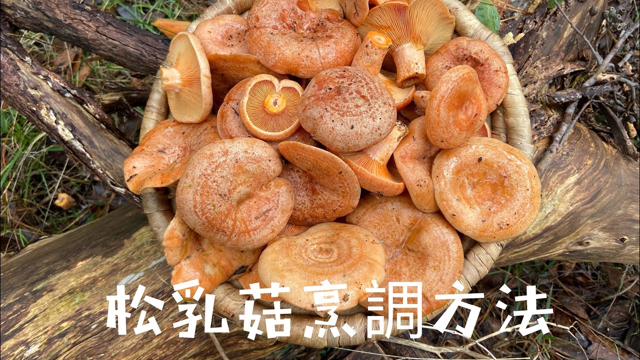 松乳菇的清潔和烹調方式/秋天的松菇料理 How to clean and cook saffron milk cap mushroom ...