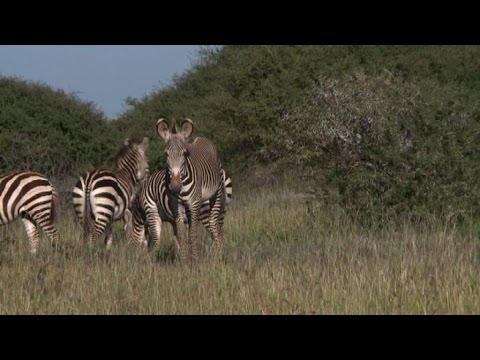 Video: Le Zebre Di Grevy Sono In Pericolo Di Estinzione In Kenya