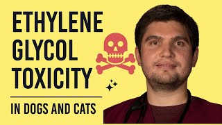 Ethylene glycol toxicity in dogs and cats (veterinary medicine)