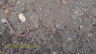 CACING ALSKA 5JT AWOK AWOK!!