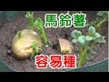 馬鈴薯種植袋 非常理想 好用 How To Plant Potatoes 洽購  有為農園 line 0921104500