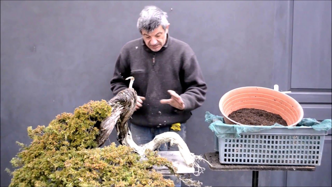 Reprise de genévrier yamadori