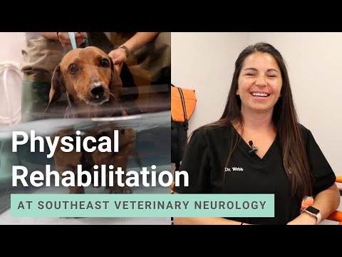 Video: Mohou být psi chováni pro boj proti rehabilitaci?
