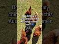 How to keep chickens cool in the heat? #ytshorts #chickenlovers #chickens #backyardchickens