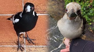 How to get a kookaburra off my arm and a magpie out of my house? - Casual Chaos and Cuteness #34
Subscribe for weekly Aussie bird videos! 🦜
If you would like to support Australian wildlife and the production of future videos you can buy me a $1 coffee here: www.buymeacoffee.com/bboa
50% of the funds will be donated to various wildlife charities and the other 50% will go towards production costs of future videos allowing me to create higher quality videos showcasing a wider range of Australian animals.
Weve donated $200 to Wildlife Victoria, $200 to North Queensland Wildlife, $100 to A Better Life for Foster Kids, $400 to rare genetic diseases + $728 donated from our amazing fans.
Please check with your local wildlife experts before offering any food to the native wildlife in your area. What I offer these birds is an occasional treat and only a tiny portion of their overall diet.
More information can be found at these resources:
https://www.brisbanebirdvet.com.au/wp-content/uploads/Good-Practice-when-Feeding-Wild-Birds.pdf
https://www.wombaroo.com.au/wp-content/uploads/2020/12/Wombaroo-Bird-Booklet.pdf
Backyard Birds of Australia Cute Birb Videos How to get a kookaburra off my arm and a magpie out of my house? - Casual Chaos and Cuteness #34