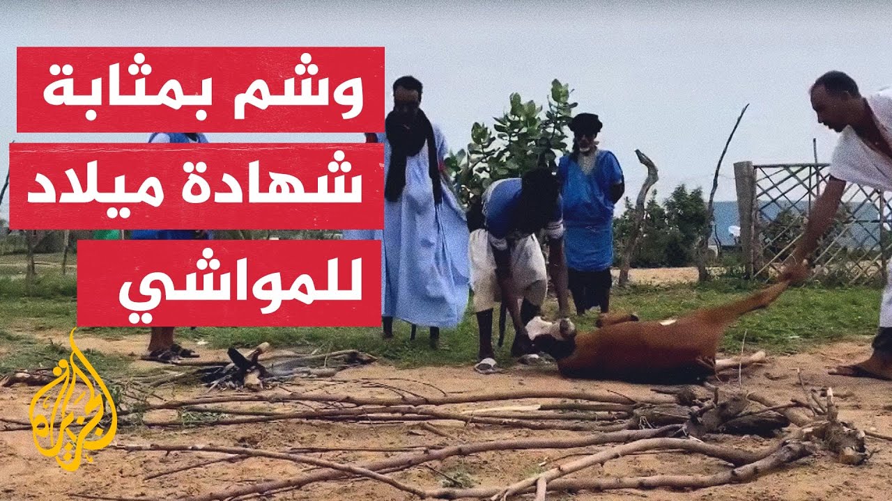 تعرف على مراسيم إثبات الأسر الموريتانية ملكية مواشيها