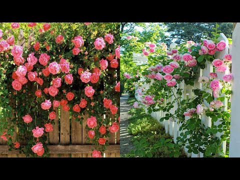 Video: Grandes Rosas En Arbustos Bajos