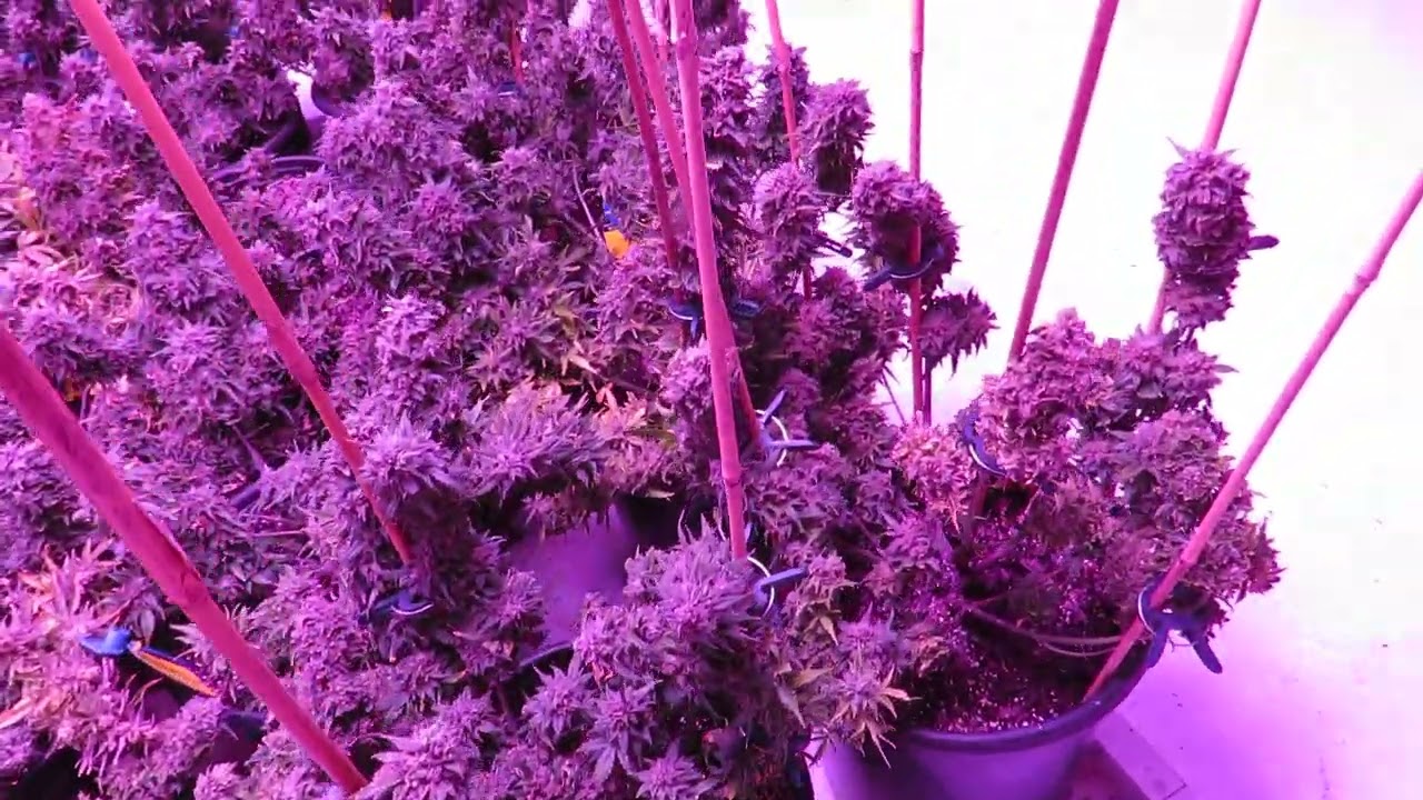 Chem Cookies & 3 Orca Auto flowers 8-6-2022