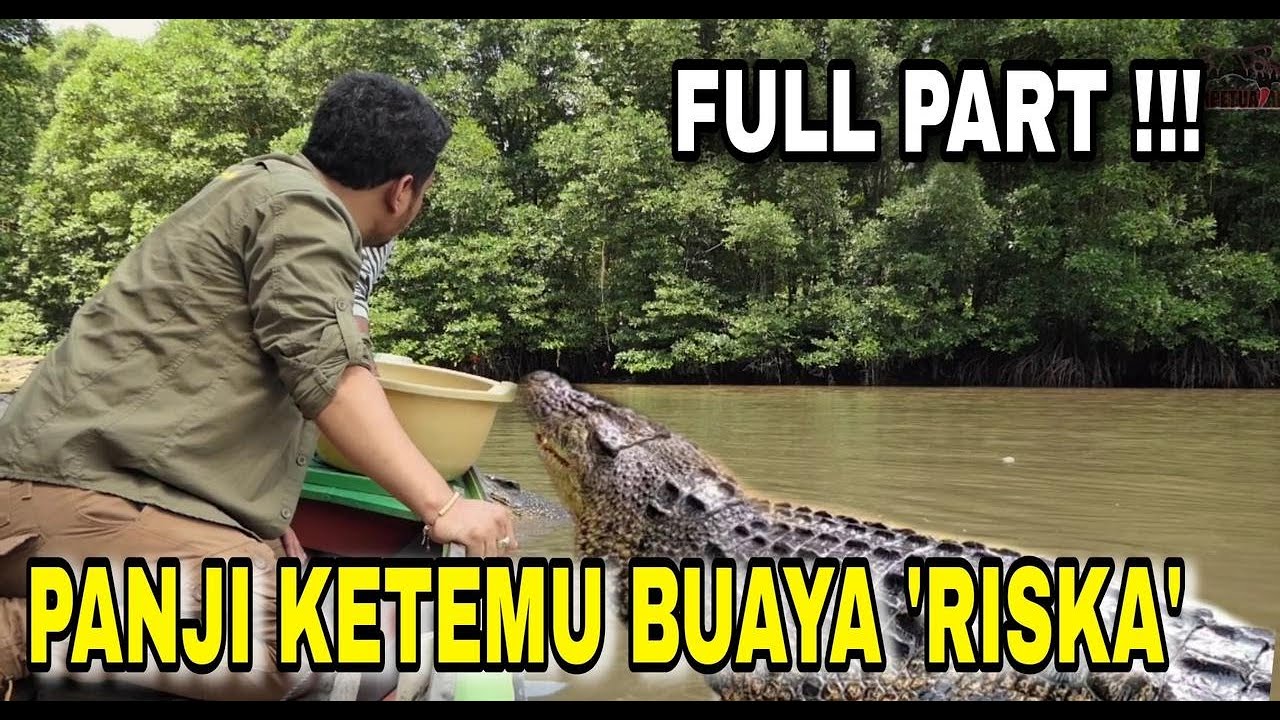 HUBUNGAN BUAYA BESAR “RISKA” DAN PAK AMBO DI LUAR NALAR! ALAMI DAN LANGKA