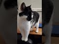 nonchalantly posed on computer table #fypシ #fyp #cat #feline #pet #arrogance #ignorance #attitude