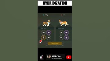 DOG CRATE PART 2: Mix Dog Breeds Last Day On Earth Survival | LDOE★Tips #ldoe #ldoeguide