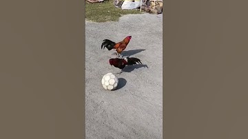 Gà trống đá bóng| rooster kicking ball #shorts
