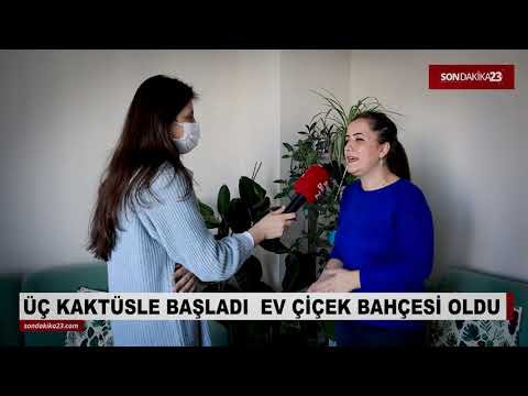 Video: Evde çiçek Bahçesi