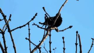 Starling mimicking a Curlew!