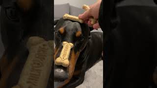 Cookie time #dog #puppy #funnydog #doglover #dogshorts #dogtraining #doberman