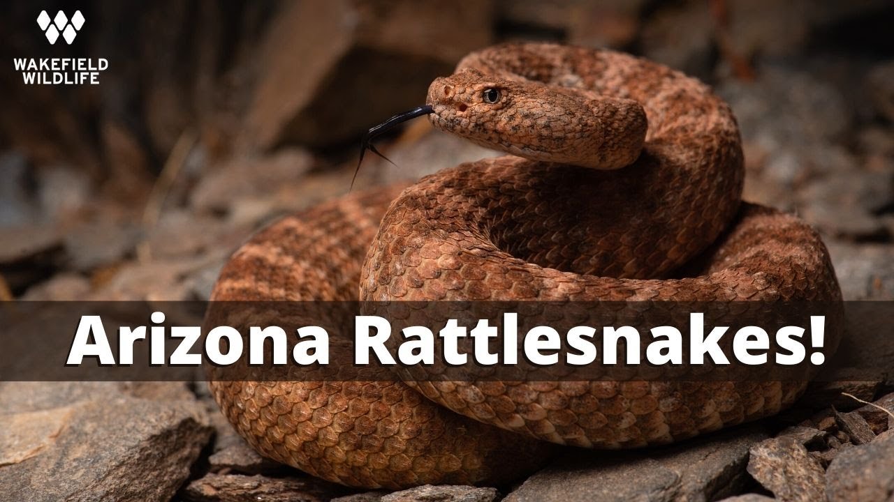 Rattlesnakes Galore! Herping Arizona part 1