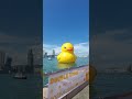 Giant Yellow Rubber Ducky Victoria Harbour #victoriaharbour #rubberducky #giantduck #duck #hk