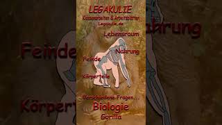 Biologie Gorilla Klassenarbeit Interaktive Arbeitsblätter PDF Legakulie #shorts #biologie #school Biologie Gorilla Klassenarbeit Interaktive Arbeitsblätter PDF Legakulie #shorts #biologie #school