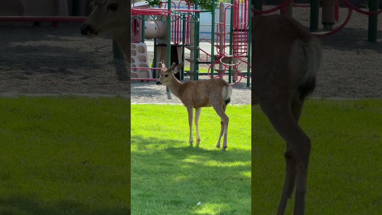 Playground Buck 
