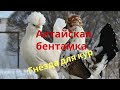 Потери и приобретения,#Гнёзда для кур,#Алтайская бентамка