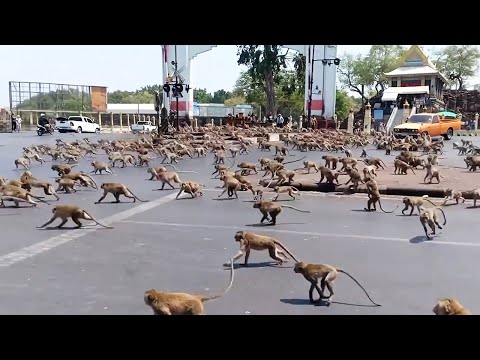 Массовое Вторжение Животных в Города